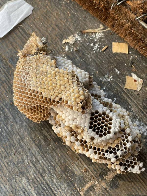 Wasp nest comb removed