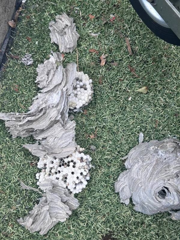 Wasp nest removed